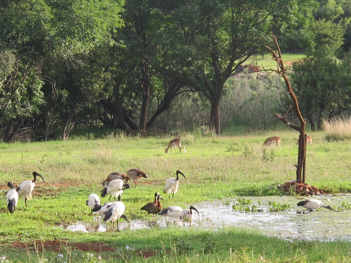 Harties Is Africa Safari Lodge Kosmos Eksteriør billede