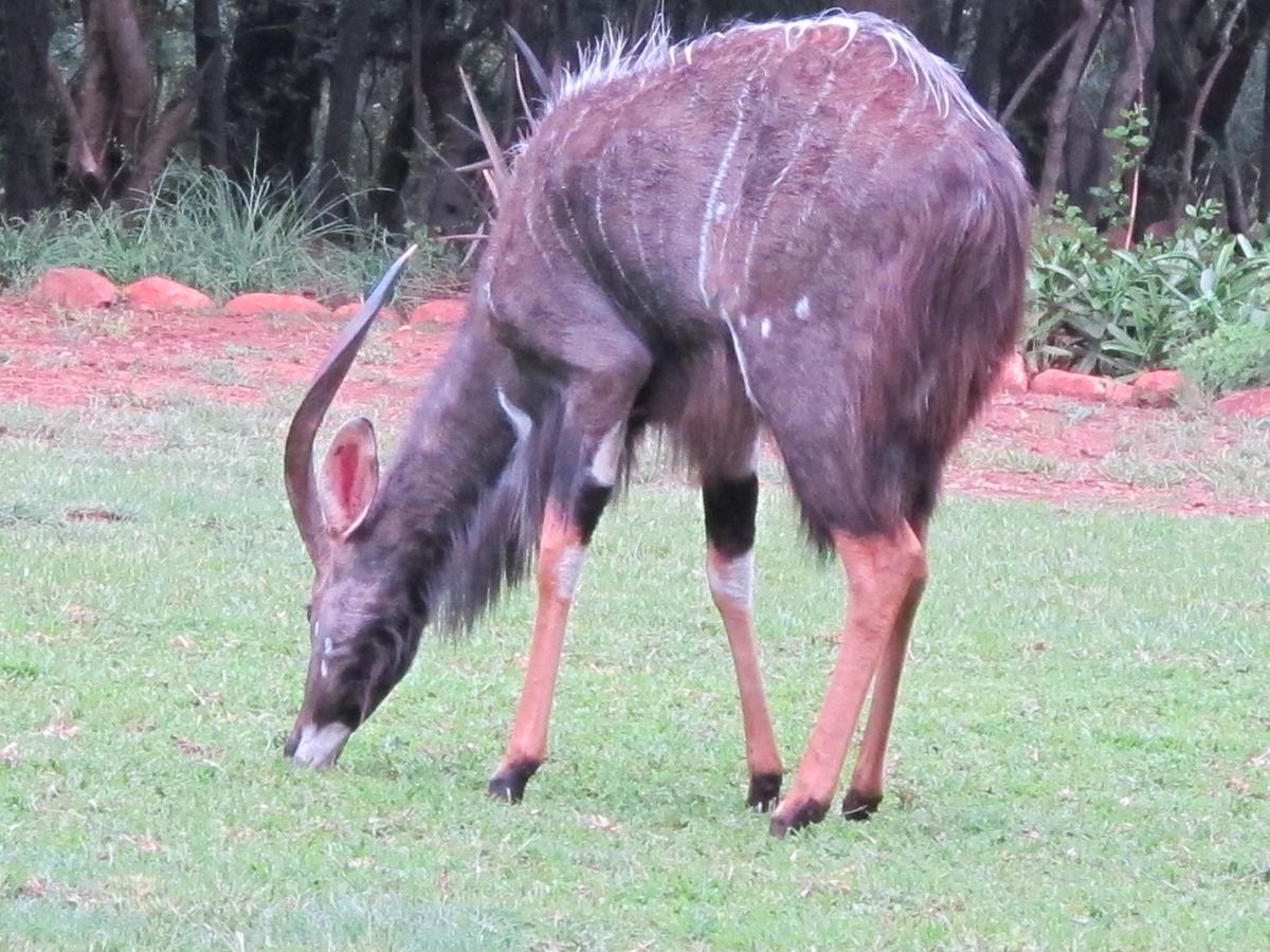 Harties Is Africa Safari Lodge Kosmos Eksteriør billede