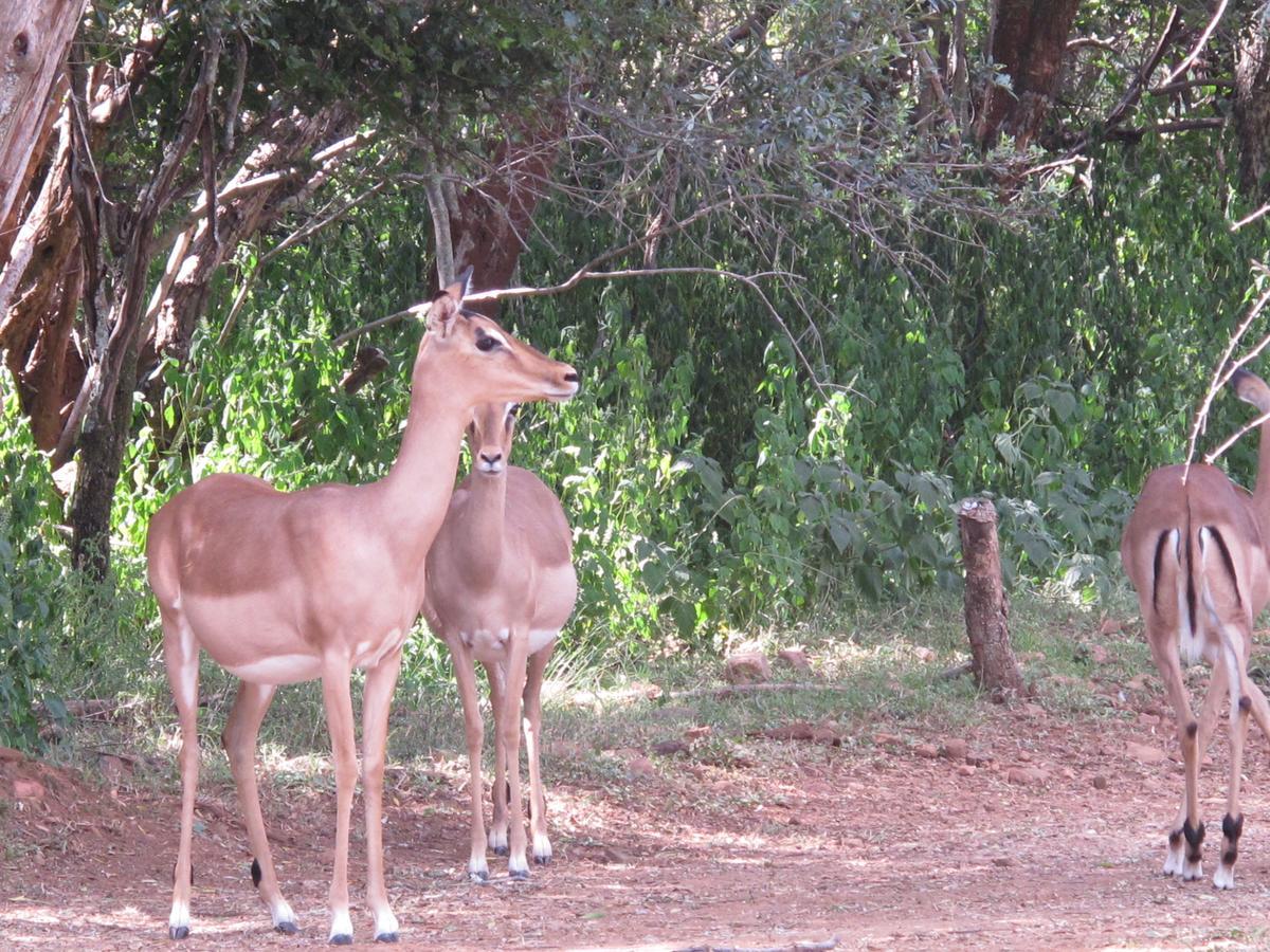 Harties Is Africa Safari Lodge Kosmos Eksteriør billede