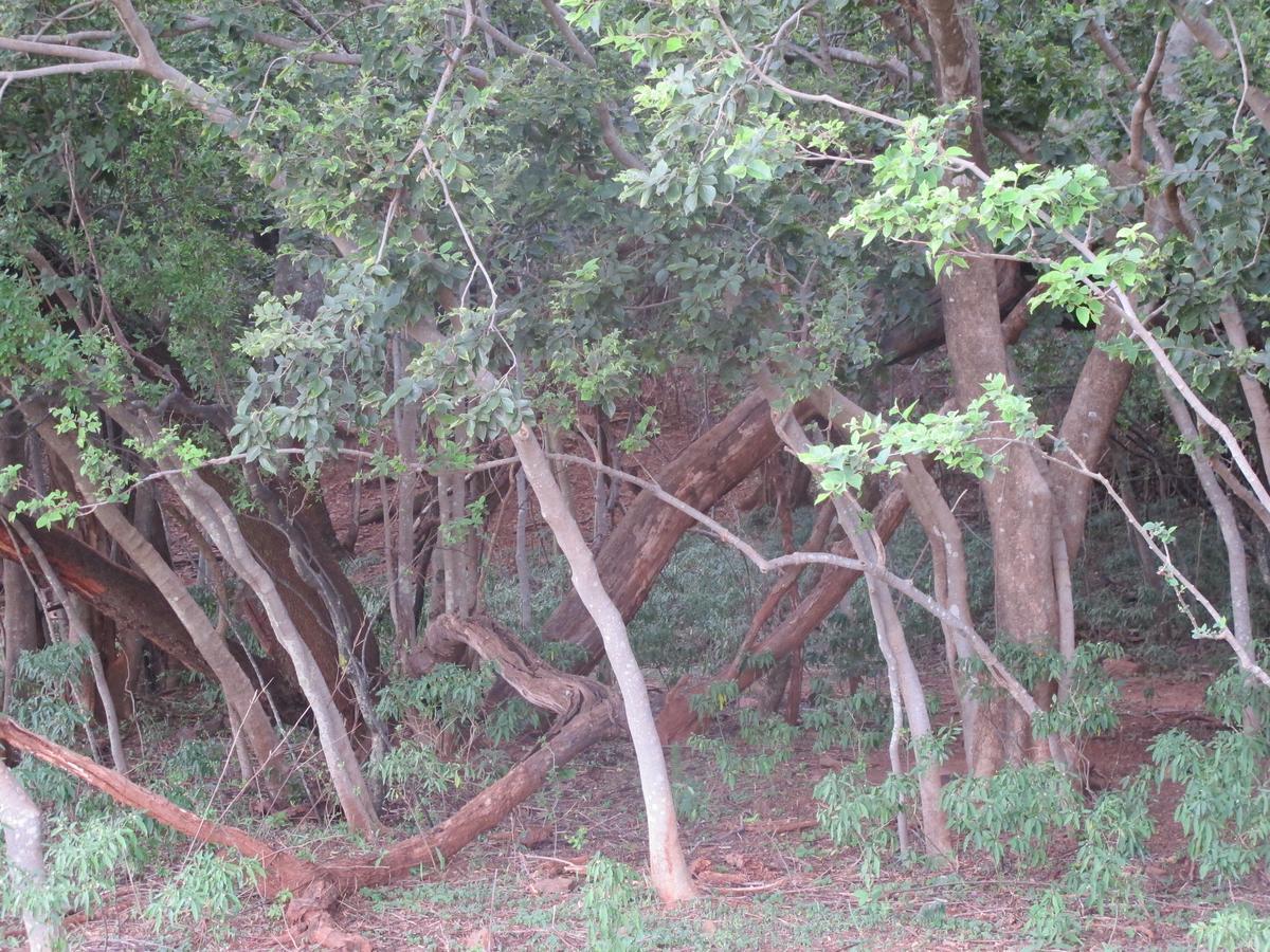 Harties Is Africa Safari Lodge Kosmos Eksteriør billede