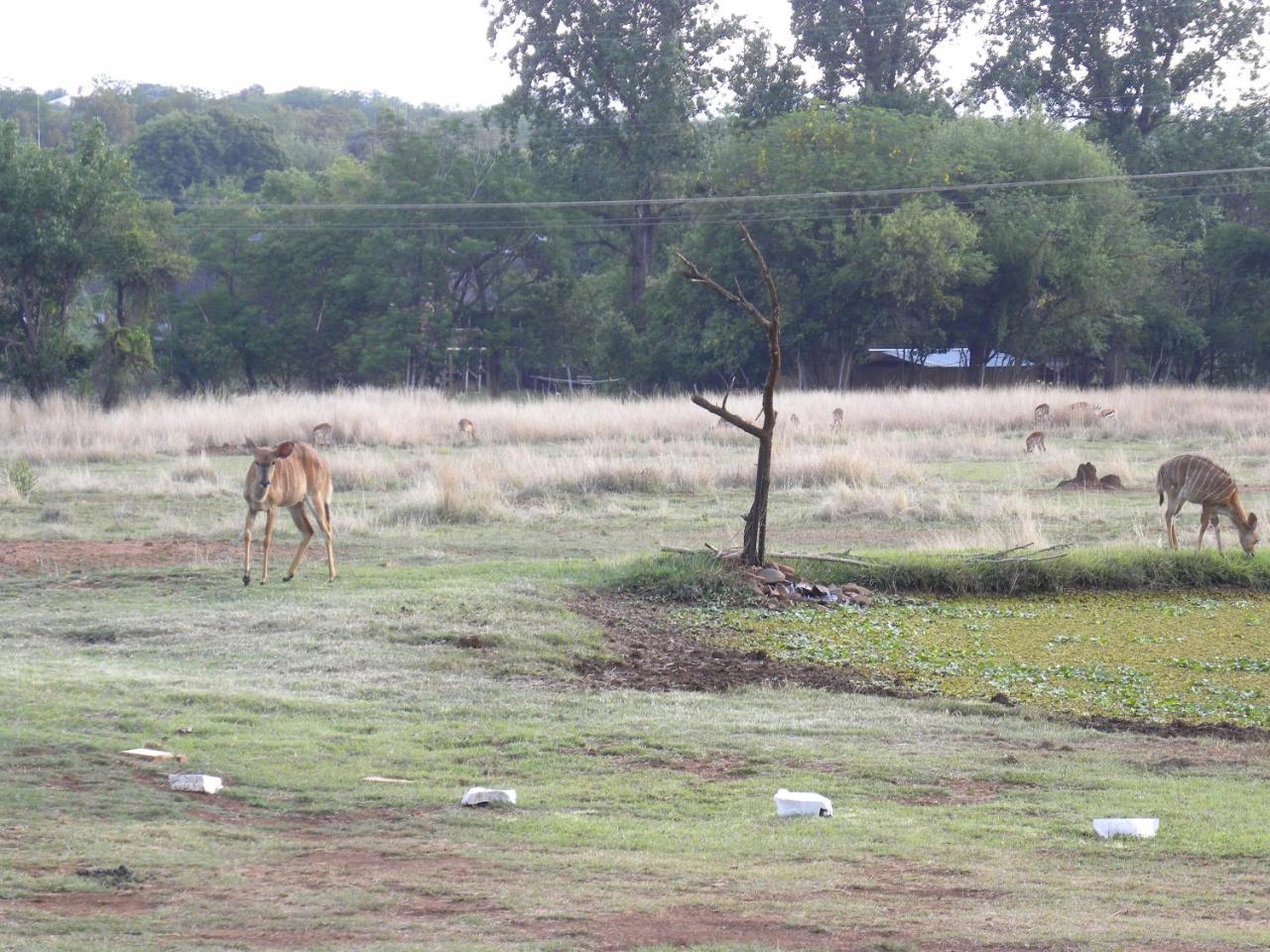 Harties Is Africa Safari Lodge Kosmos Eksteriør billede