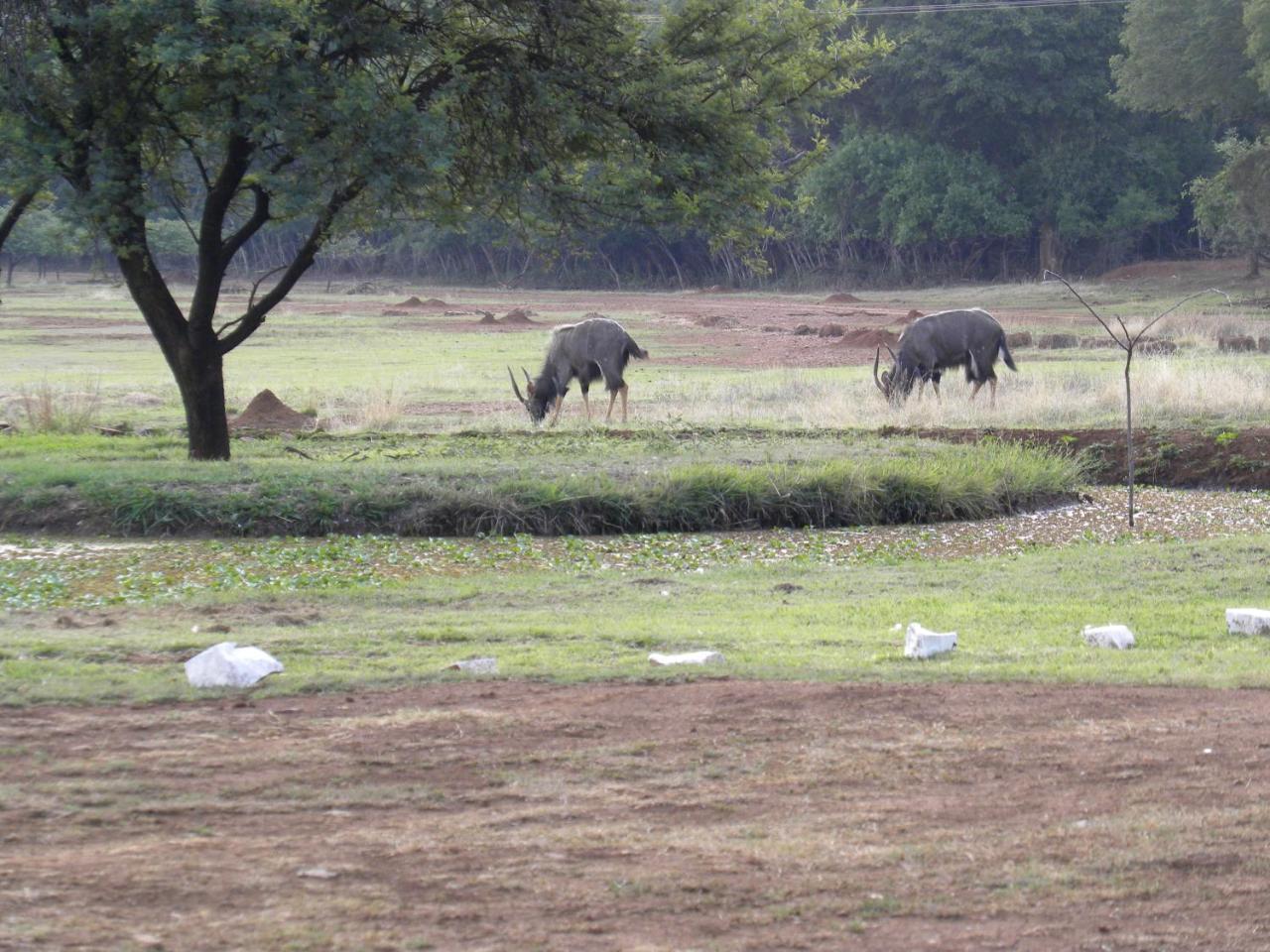 Harties Is Africa Safari Lodge Kosmos Eksteriør billede