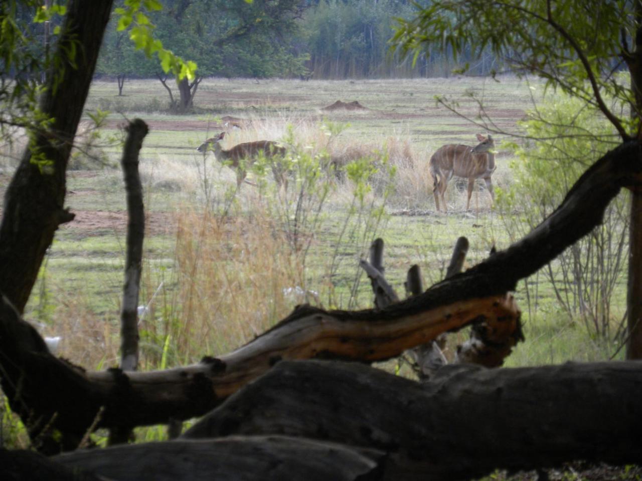 Harties Is Africa Safari Lodge Kosmos Eksteriør billede